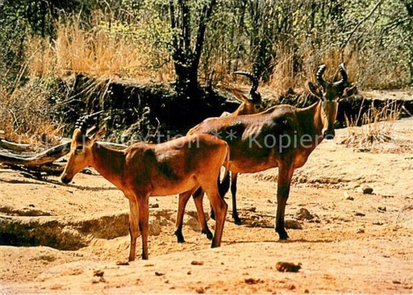 Tiere Western Hartebeests Yankari Game Reserv