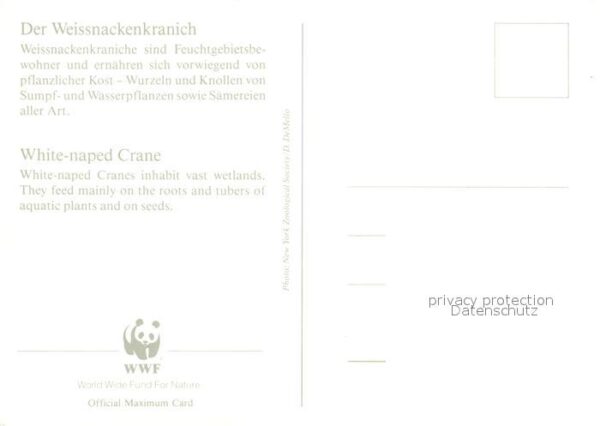 Voegel Weissnackenkranich – Bild 2
