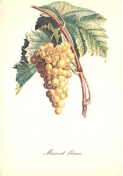 Obst Trauben Muscat Blanc