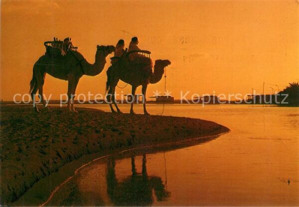 Kamel  Camel Chameau Gran Canaria Masoalomas