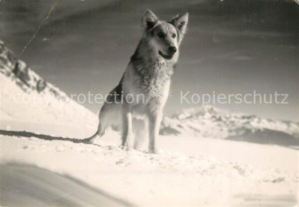 Hunde
