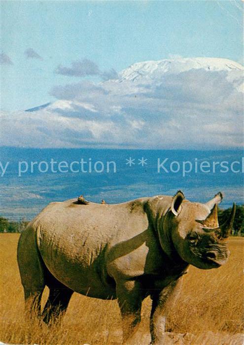 Nashorn Rhino Mount Kilimanjaro