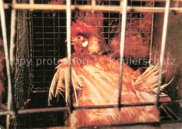 Gefluegel Huhn Tierschutz Abschaffung Tierfabrike