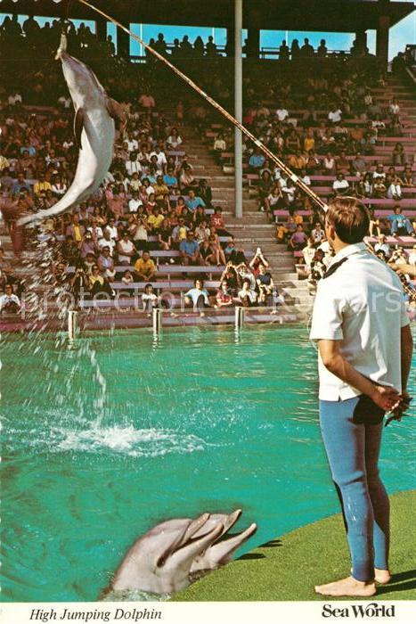Delfine Delphine Dolphins Dauphins Delfi High Jumping Dolphin Sea World San Dieg