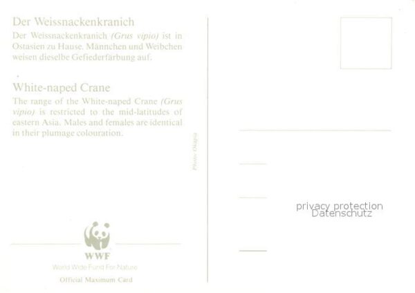 Voegel Weissnackenkranich – Bild 2