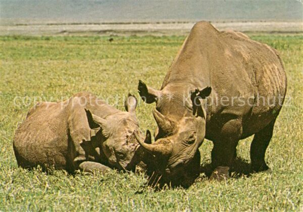Nashorn Afrika