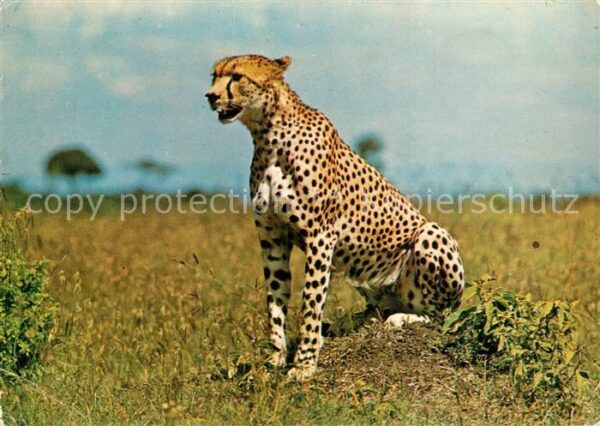 Tiere Cheetah Gepard