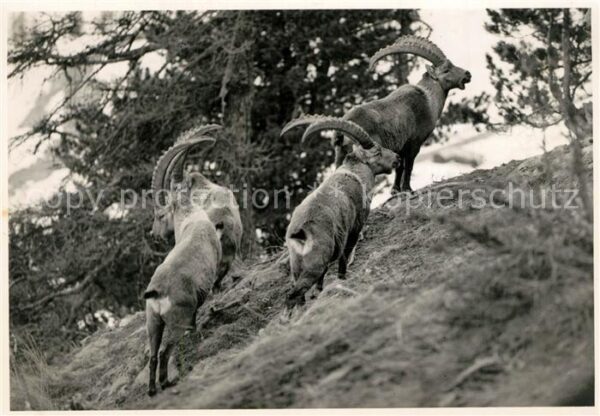 Steinbock