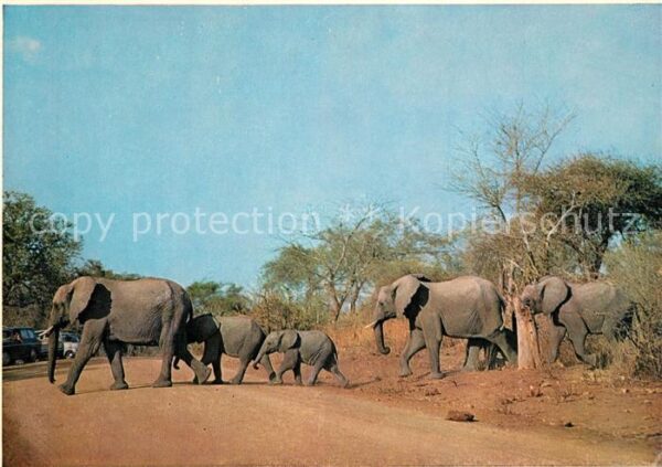 Elefant Elefantenfamilie Südafrika