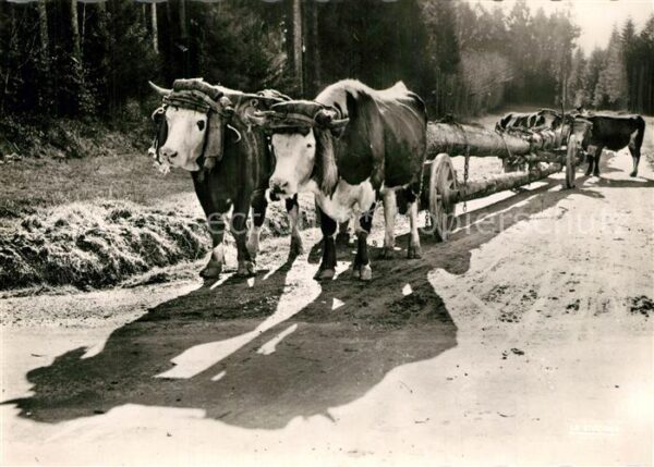 Tiere Ochsen Transport des Grumes