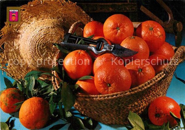 Obst Orangen Naranjas Valencia