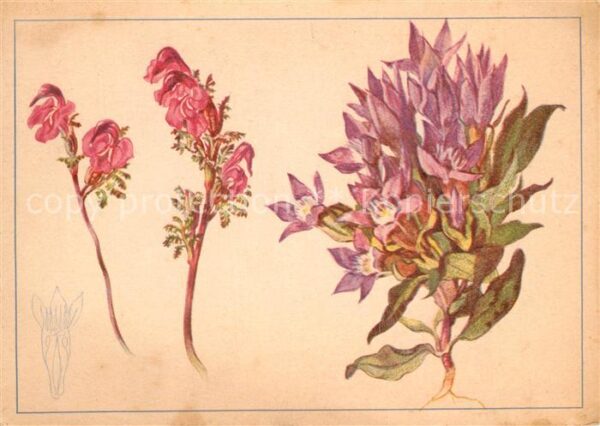 Blumen Läusekraut Büschelenzian