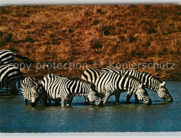 Zebra Afrika