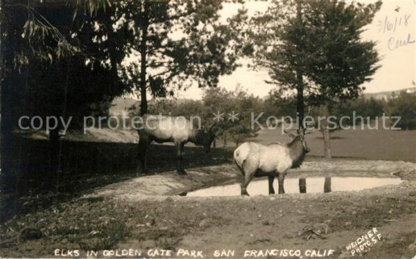 San Francisco California Elks in Golden Gate Park
