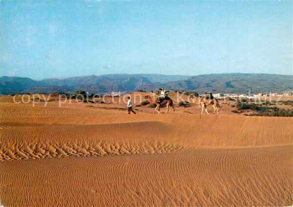 Maspalomas Dunas Dünenlandschaft Kamele