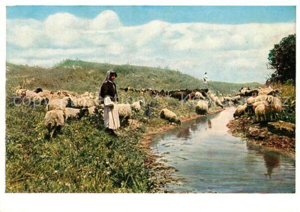 Jerusalem Yerushalayim Shepherds near el Lejjun Hirte und Scha