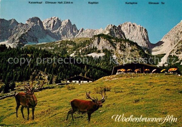 Ellmau Tirol Wochenbrunner Alm mit Wildpark Jausenst
