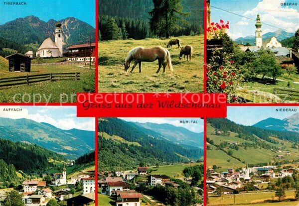 Wildschoenau Tirol Ortschaften der Umgebung Haflinger Pfer