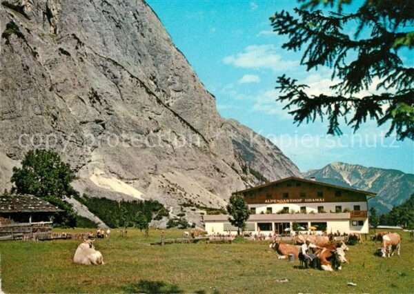 Pertisau Achensee Alpengasthof Gramai Almvieh Kühe Karwen