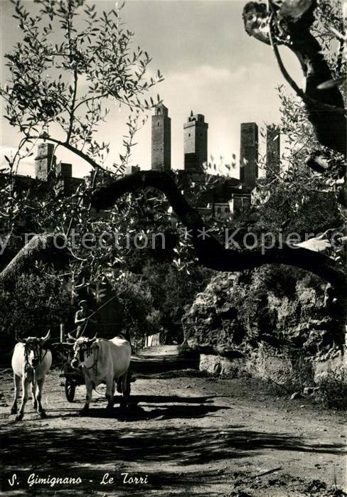 San Gimignano Le Torri Kühe
