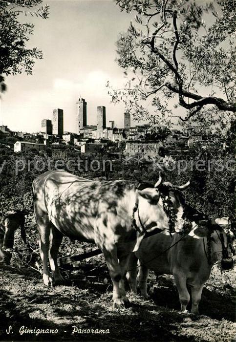 San Gimignano Kühe Panorama