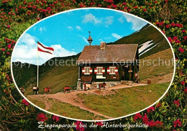Sillian Tirol Ziegenparade bei der Hinterbergerhütte