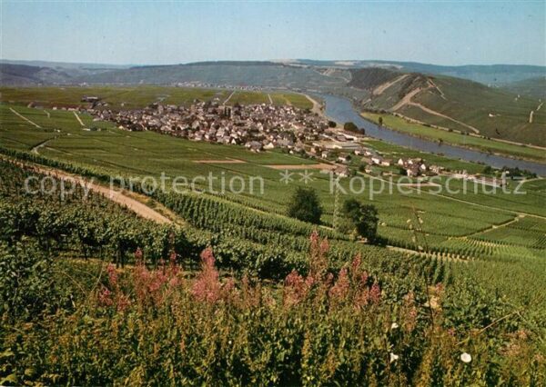 Leiwen Mosel Panorama
