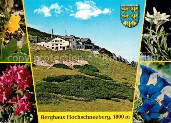 Puchberg Schneeberg Berghaus Hochschneeberg Alpenflora