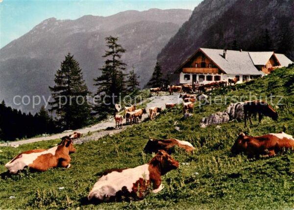 Golling Salzach Jochalm Bluntautal Kühe