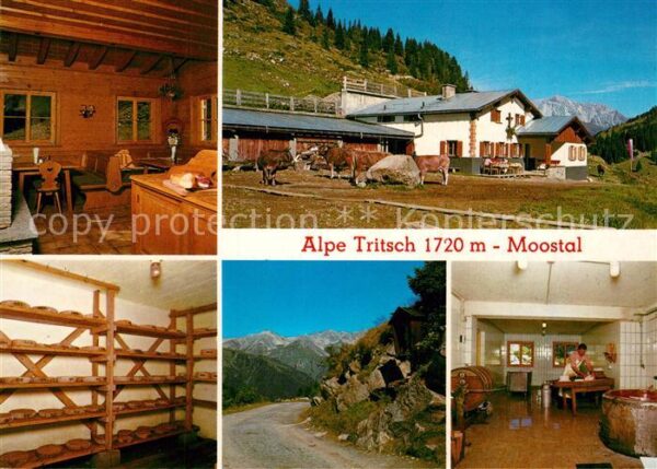 St Anton Arlberg Jausenstation Alpe Tritsch Almvieh Kühe