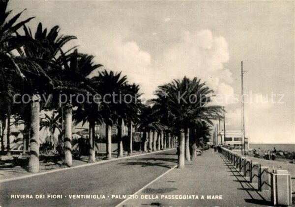 Ventimiglia Liguria Palmizio della Passeggiata a mare