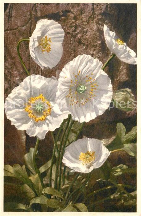Blumen Alpenmohn Papaver Alpinum