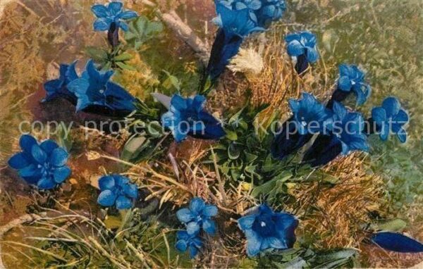 Blumen Kochscher Enzian Gentiana Acaulis