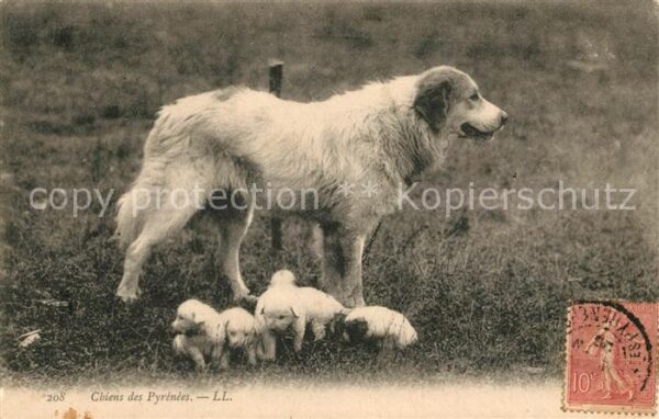 Hunde Chiens des Pyrenees