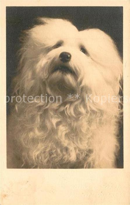 Hunde