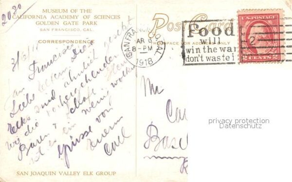 Elch San Joaquin Valley Elk Group – Bild 2