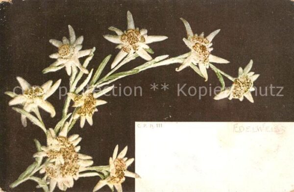Edelweiss