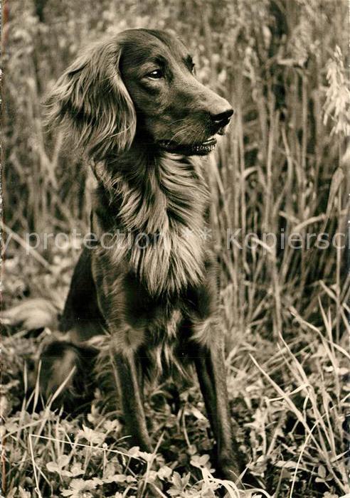 Hunde Irish Setter