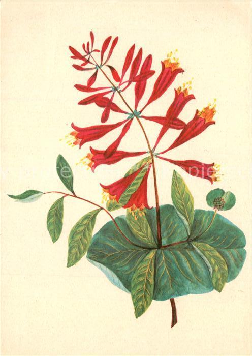 Blumen Geissblatt Künstlerkarte E. Reinhardt P