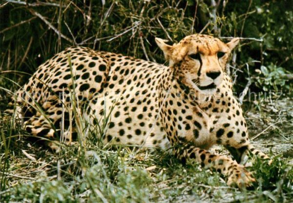 Tiere Cheetah