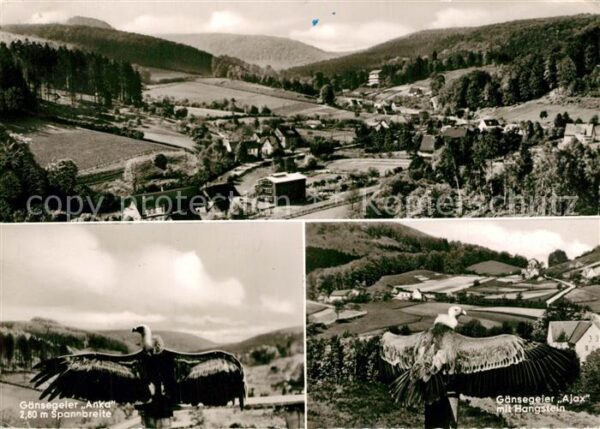 Berlebeck Panorama Gänsegeier Anka und Ajax mit H