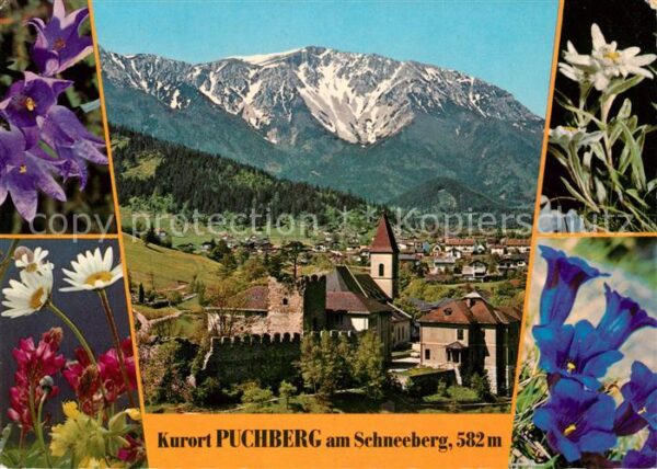 Puchberg Schneeberg Panorama Ruine Puchberg Alpenflora
