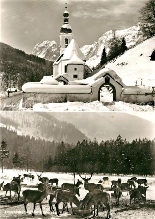 Hintersee Berchtesgaden Hirschfütterung in der Ramsau im Hinter