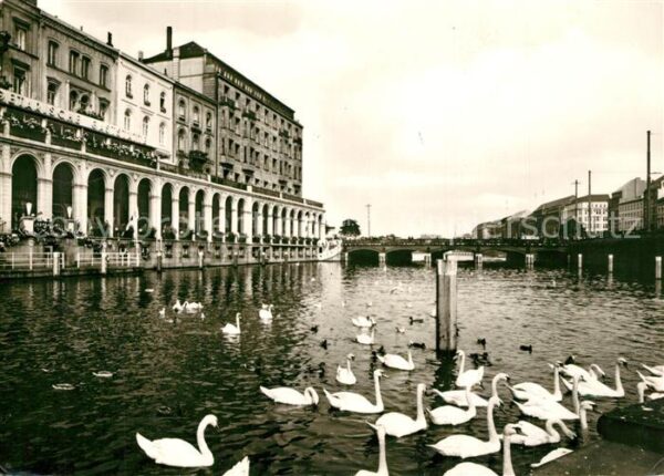 Hamburg Alsterarkaden Schwäne Wasservögel