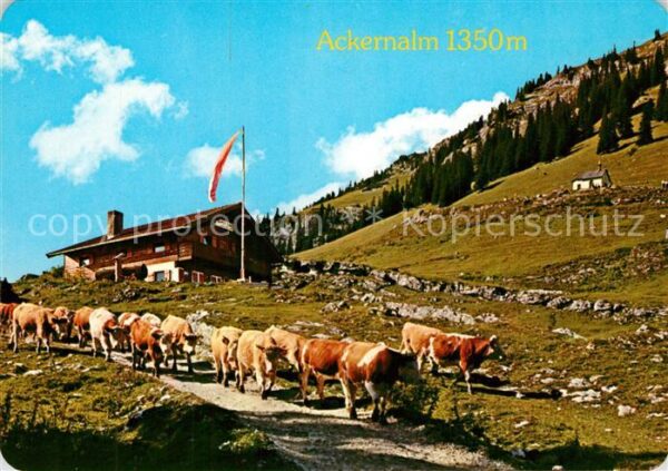 Thiersee Jausenstation Ackernalm Almvieh Kühe Ka