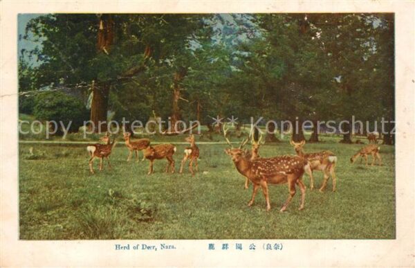 Nara Herd of Deer