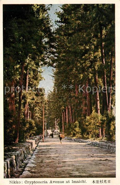 Imaichi Cryptomeria Avenue