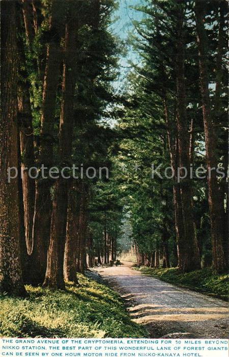 Nikko Grand Avenue of the Cryptomeria