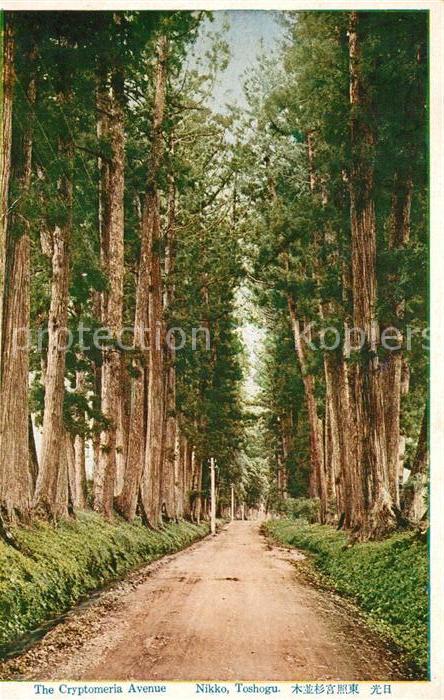 Nikko The Cryptomeria Avenue