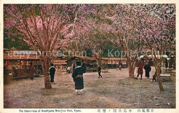 Kyoto Cherry tree of Arashiyama Nakajima Park